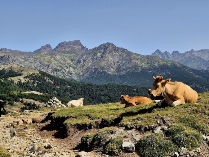 La photo du jour : Les vaches tranquilles di bocc'à San Petru La photo du jour : Les vaches tranquilles di bocc'à San Petru