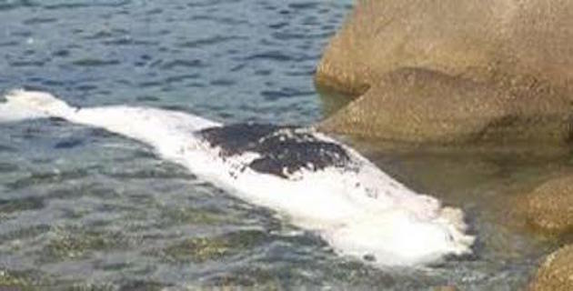 Pietrosella : Baignade et pêche interdites site des Sette Nave où s'est échoué un baleineau