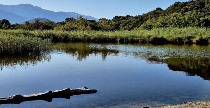 La photo du jour :  Le... crocodile d'Ostriconi ans son milieu naturel