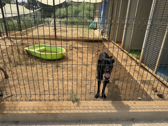 Au total, 39 chiens sont actuellement au refuge de Fornacina. Au total, 39 chiens sont actuellement au refuge de Fornacina.