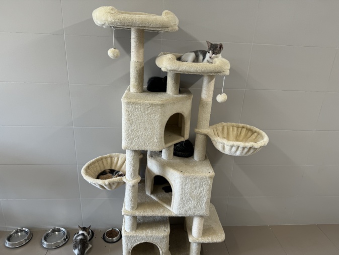 "Je me demande parfois s'il ne s'agit pas d'un phénomène de mode", déplore Alexandre Olmeta. "Je me demande parfois s'il ne s'agit pas d'un phénomène de mode", déplore Alexandre Olmeta.