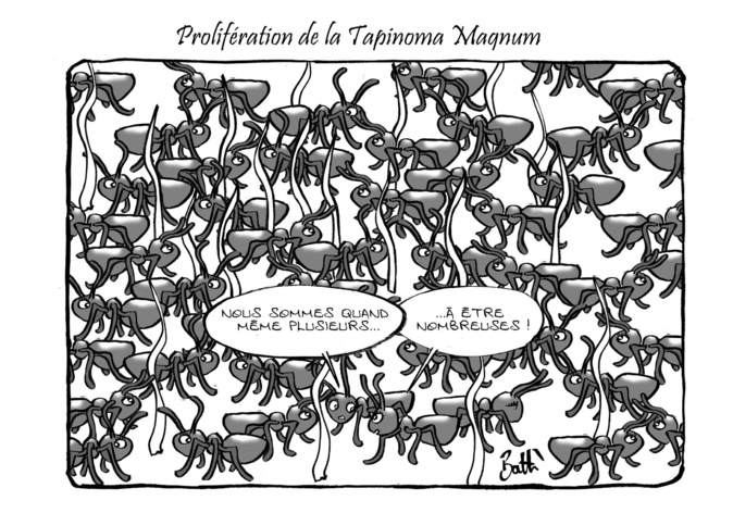 Le dessin de Battì : Tapinoma Magnum, l'invasion Le dessin de Battì : Tapinoma Magnum, l'invasion