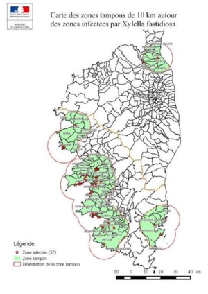 Un foyer de Xylella fastidiosa sur la commune de Furiani ! Un foyer de Xylella fastidiosa sur la commune de Furiani !