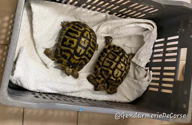 Tortue d'Hermann en Corse : des rappels à l'ordre des gendarmes Tortue d'Hermann en Corse : des rappels à l'ordre des gendarmes