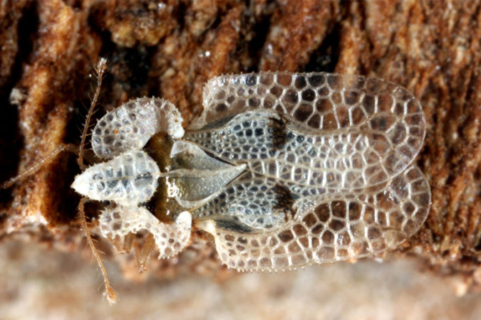 (Petra Broda – Wikipédia) (Petra Broda – Wikipédia)