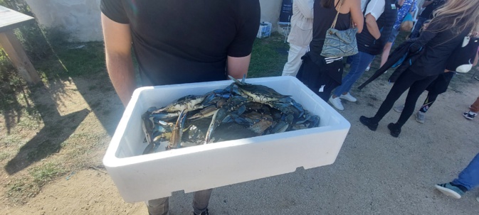 Raphaël présente son bac à crabes bleus donné par les patrons-pécheurs Raphaël présente son bac à crabes bleus donné par les patrons-pécheurs