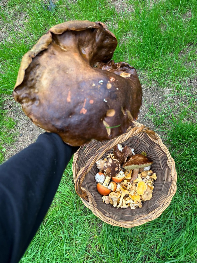 Eccica-Suarella : Un cèpe de 1,156 kg et de 87 cm de circonférence Eccica-Suarella : Un cèpe de 1,156 kg et de 87 cm de circonférence