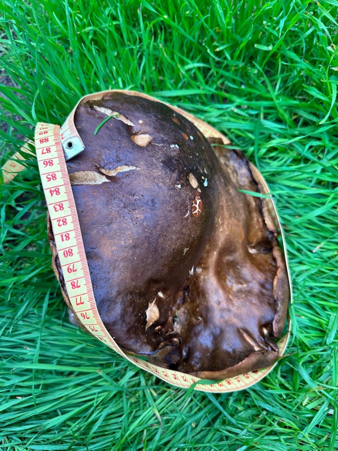 Eccica-Suarella : Un cèpe de 1,156 kg et de 87 cm de circonférence Eccica-Suarella : Un cèpe de 1,156 kg et de 87 cm de circonférence