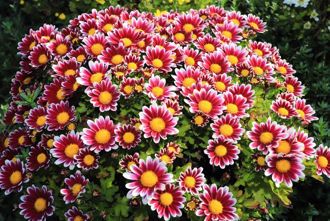 Lama : La passion des chrysanthèmes de Georges Calassa, jeune producteur audacieux Lama : La passion des chrysanthèmes de Georges Calassa, jeune producteur audacieux