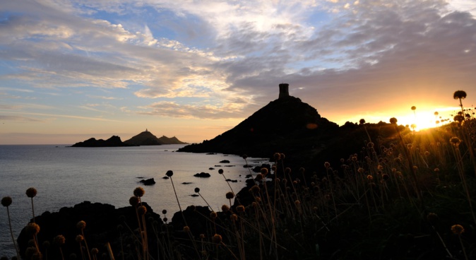 La photo du jour : les alliums en feu au soleil couchant des Sanguinaires La photo du jour : les alliums en feu au soleil couchant des Sanguinaires