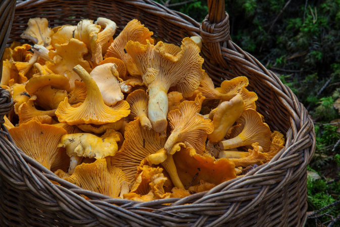 Un beau panier de girolles. Photos Mario Grazi Un beau panier de girolles. Photos Mario Grazi