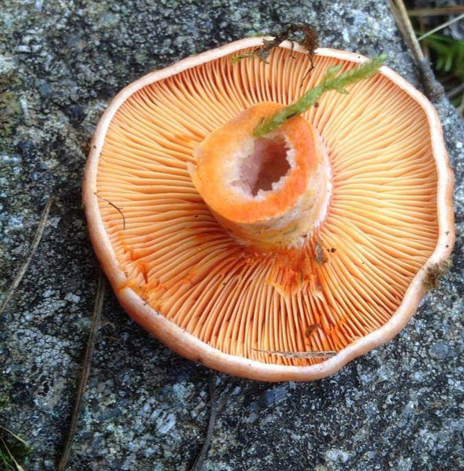 Le lactaire safrané. Le lactaire safrané.