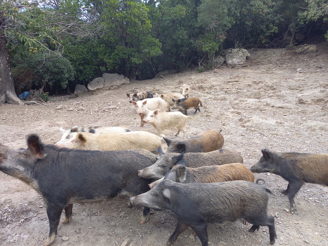 Document CNI Document CNI