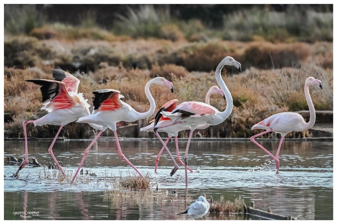 La photo du jour : les flamants roses de retour à Portivechju La photo du jour : les flamants roses de retour à Portivechju