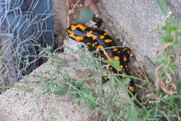 Rencontre avec u cateddu muntaninu Rencontre avec u cateddu muntaninu