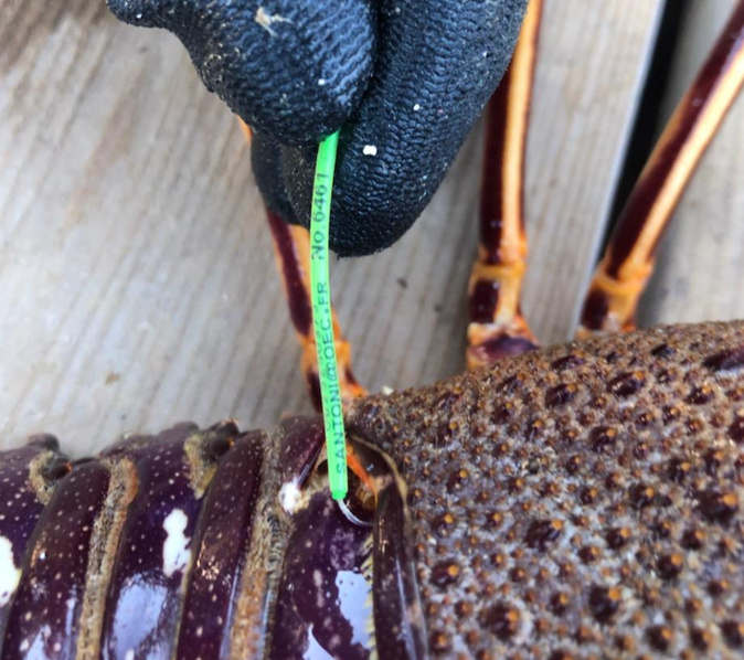 En Corse, une collaboration entre pêcheurs et scientifiques pour protège les langoustes rouges En Corse, une collaboration entre pêcheurs et scientifiques pour protège les langoustes rouges