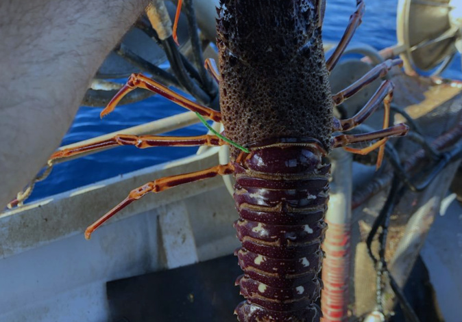 En Corse, une collaboration entre pêcheurs et scientifiques pour protège les langoustes rouges En Corse, une collaboration entre pêcheurs et scientifiques pour protège les langoustes rouges