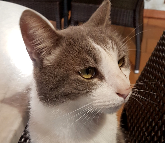 Centre-Corse : c'était un petit chat sans nom Centre-Corse : c'était un petit chat sans nom