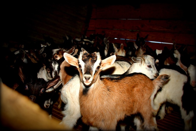 Elections agricoles : Le syndicat des Jeunes Agriculteurs de Haute-Corse dénonce « une frénésie d’adhésions » Elections agricoles : Le syndicat des Jeunes Agriculteurs de Haute-Corse dénonce « une frénésie d’adhésions »