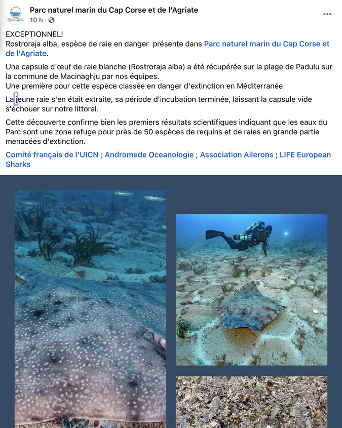 Une capsule d'œuf de raie blanche retrouvée sur une plage du Cap Corse, une première en Méditerranée Une capsule d'œuf de raie blanche retrouvée sur une plage du Cap Corse, une première en Méditerranée