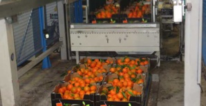 Clémentines corses : Des débouchés, un marché d’avenir, mais une production encore trop faible ! Clémentines corses : Des débouchés, un marché d’avenir, mais une production encore trop faible !