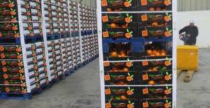 Clémentines corses : Des débouchés, un marché d’avenir, mais une production encore trop faible !