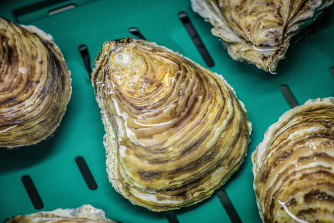 Crédit : Stella Mare Crédit : Stella Mare