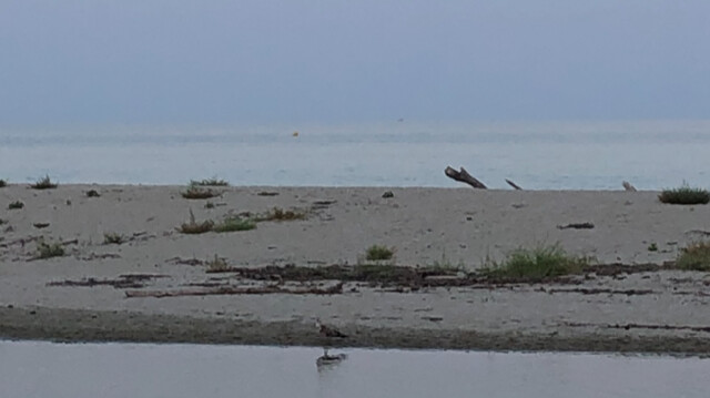 (Alain Lonegro) (Alain Lonegro)