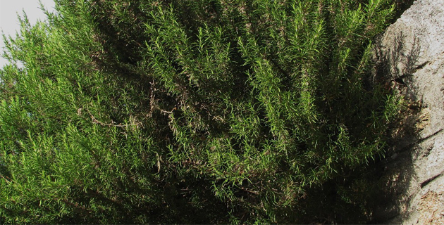 Romarin à verbénone Romarin à verbénone