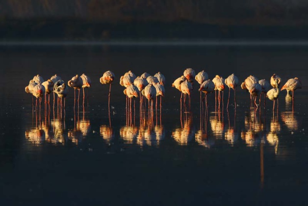 (Photo René Roger-Oiseaux de Corse) (Photo René Roger-Oiseaux de Corse)