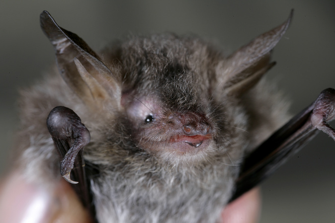 Un spécimen de Myotis nustrale (Photo : Groupe Chiroptère Corse) Un spécimen de Myotis nustrale (Photo : Groupe Chiroptère Corse)