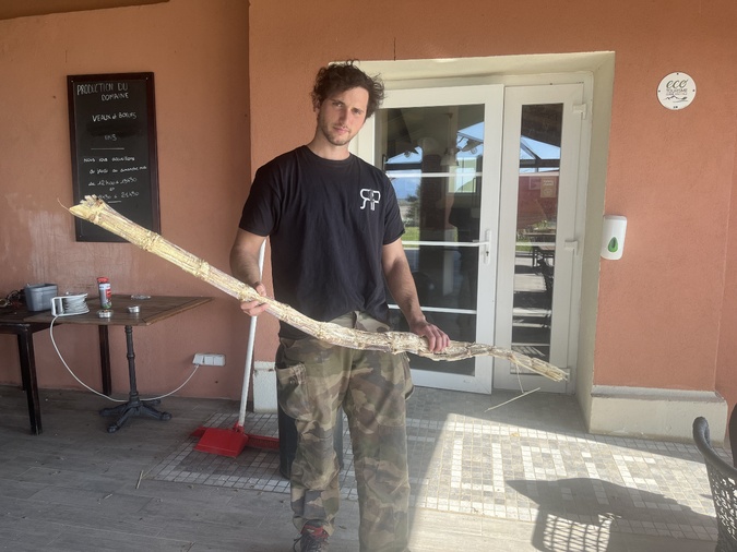 À Aleria, la canne à sucre prend racine : un pari agricole plein d’avenir À Aleria, la canne à sucre prend racine : un pari agricole plein d’avenir