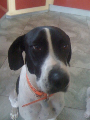 Ajaccio : Votez pour Faro et offrez 6 mois de croquettes gratuites pour le refuge de Caldaniccia Ajaccio : Votez pour Faro et offrez 6 mois de croquettes gratuites pour le refuge de Caldaniccia