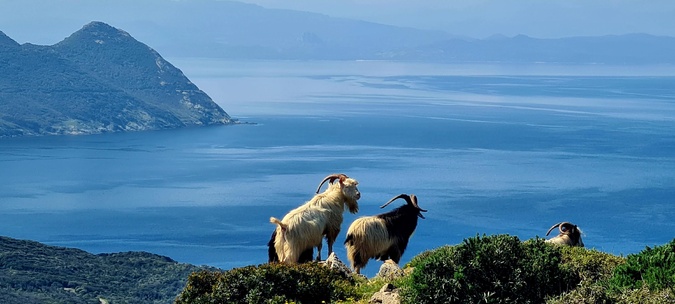 A màghjina : Capicorsu eternu... A màghjina : Capicorsu eternu...