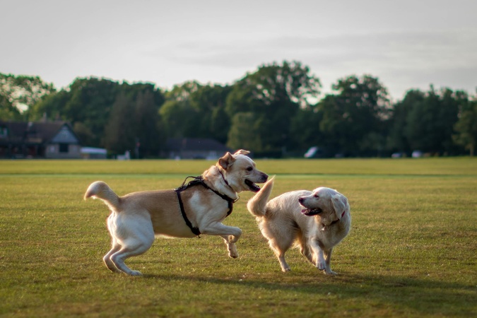 Photo Pexels Photo Pexels