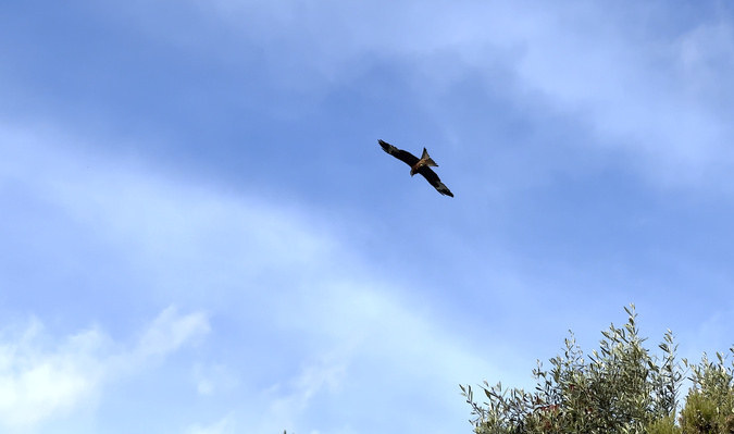 A màghjina : U Filanciu vola nant'à i paisaghji di Corsica A màghjina : U Filanciu vola nant'à i paisaghji di Corsica