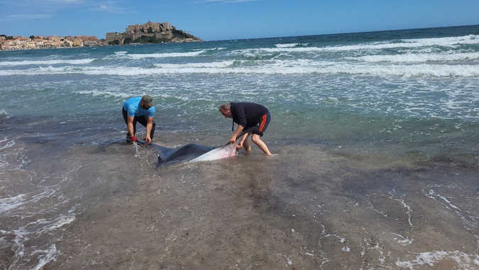 Calvi : une raie géante s'échoue sur la plage. Des promeneurs la repoussent au large Calvi : une raie géante s'échoue sur la plage. Des promeneurs la repoussent au large
