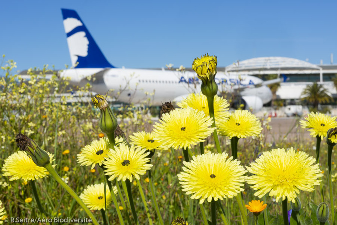 (photos Aéro Biodiversité) (photos Aéro Biodiversité)
