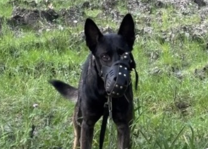 Crédit photo Fondation Assistance Aux Animaux Crédit photo Fondation Assistance Aux Animaux