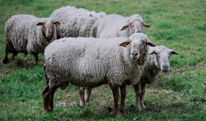 Photo illustration Pexels Photo illustration Pexels