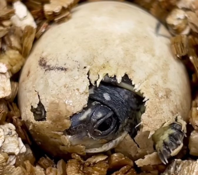 Capture d’écran vidéo À Cupulata Capture d’écran vidéo À Cupulata