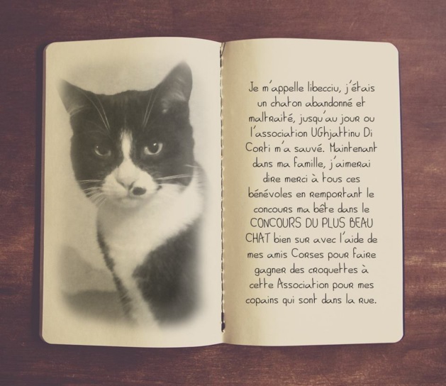 Corte : Faites gagner un an de croquettes gratuites à Libecciu et à "U ghjattinu" Corte : Faites gagner un an de croquettes gratuites à Libecciu et à "U ghjattinu"