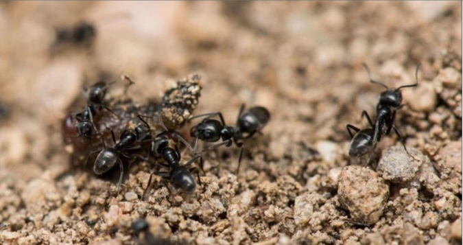 (Photo : Office de l'Environnement de la Corse) (Photo : Office de l'Environnement de la Corse)