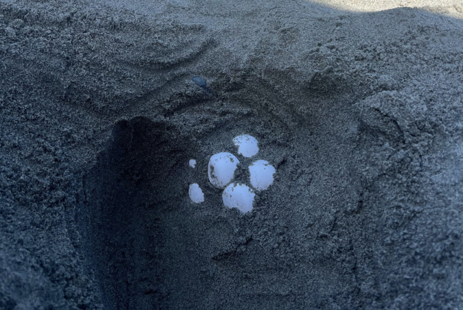 L'un des nids en 2024 / Crédit : Cari