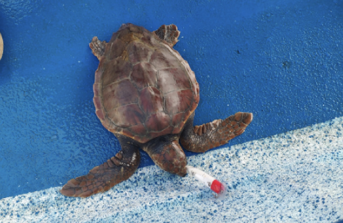 Une tortue caouanne en détresse secourue au large de Centuri Une tortue caouanne en détresse secourue au large de Centuri
