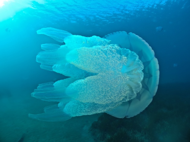 La Rhizostoma pulmo, ou méduse chou-fleur, dans les eaux bastiaises…