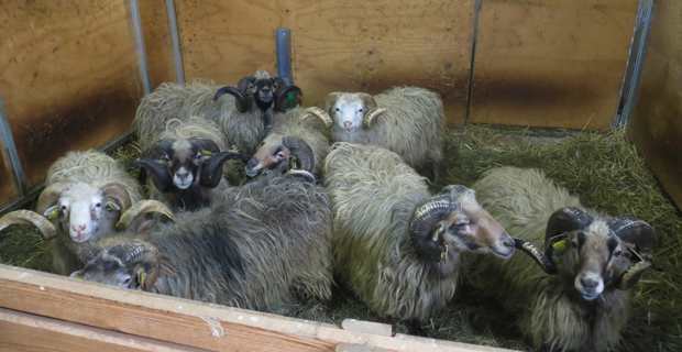 Un pôle d’insémination artificielle ovine, installé à Altiani, pour développer la race corse