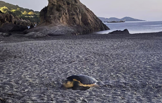 Crédit photo Cétacés Association Recherche Insulaire - CARI