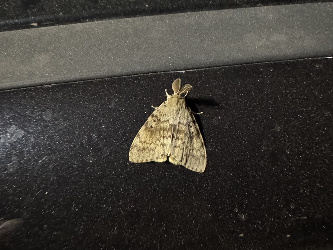 Bombyx disparate : pourquoi ces papillons sont si nombreux en Corse cet été ? Bombyx disparate : pourquoi ces papillons sont si nombreux en Corse cet été ?