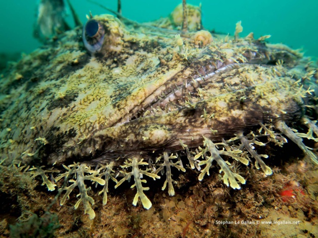 Plongée : Attention les baudroies arrivent Plongée : Attention les baudroies arrivent